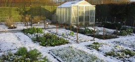 December Gardening Checklist